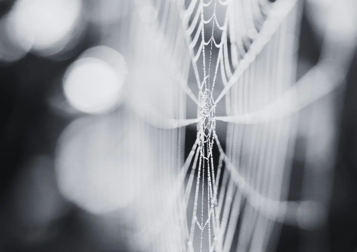 spider web
